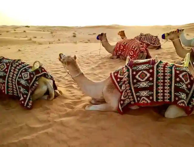 Desert Safari Dubai Booking From Ajman
